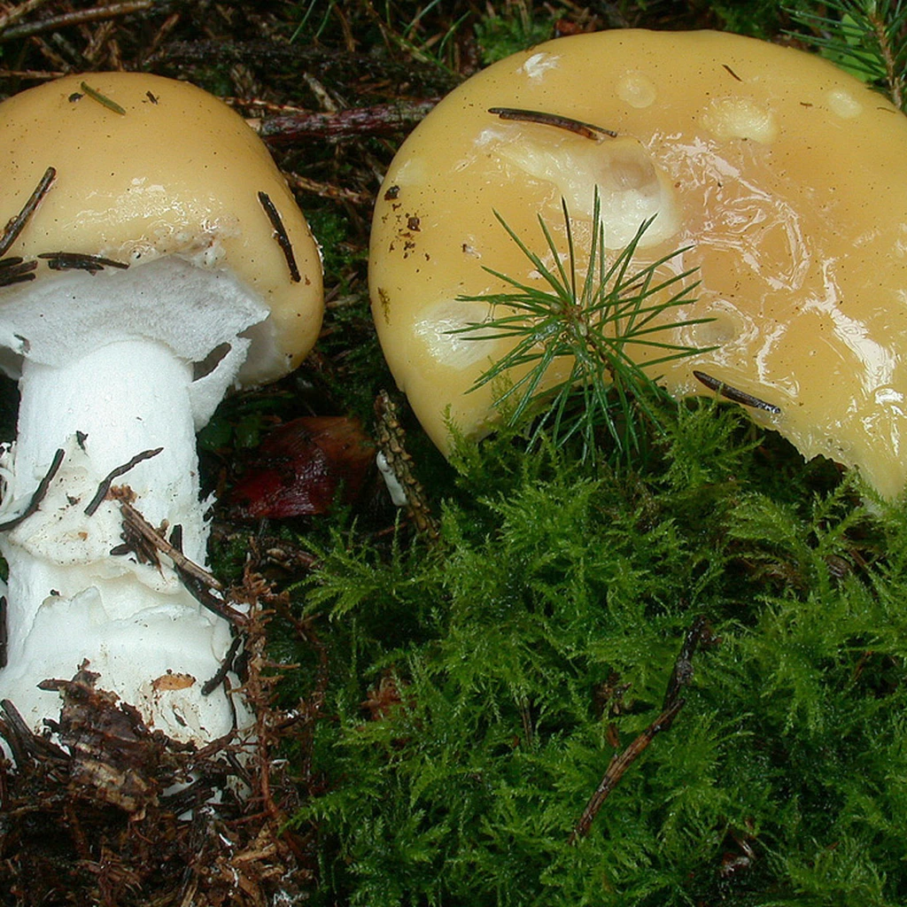 Photo de Amanita junquillea