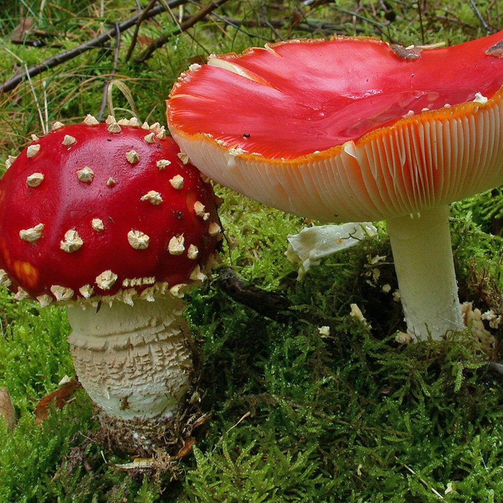Photo de Amanita muscaria