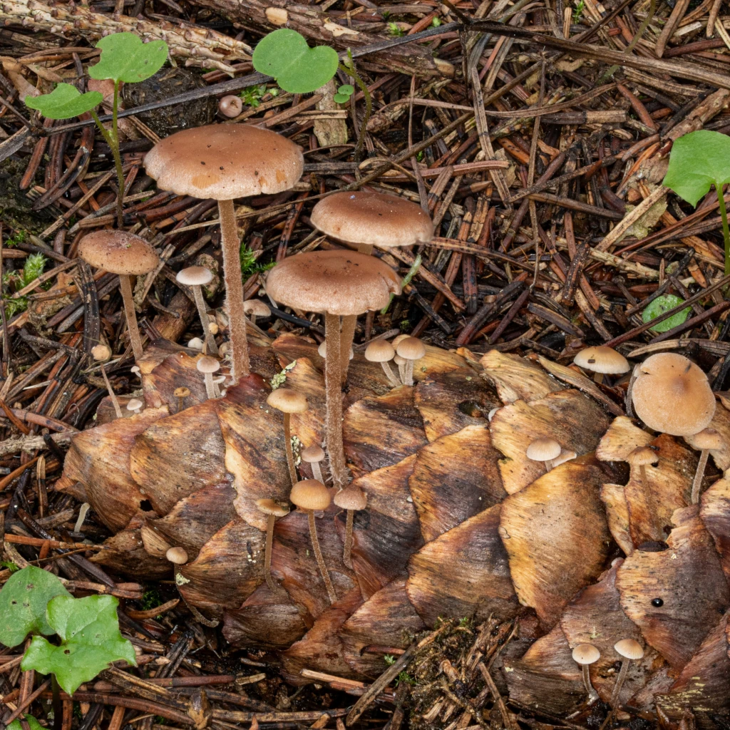 Photo de Baespora myosura