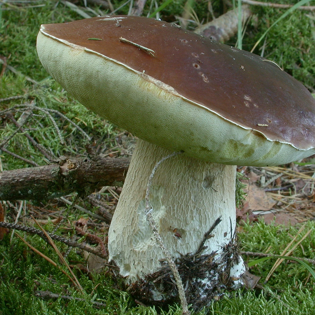 Photo de Boletus edulis