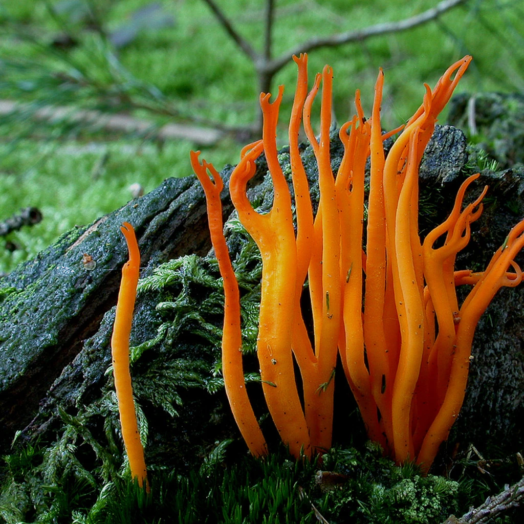 Photo de Calocera viscosa
