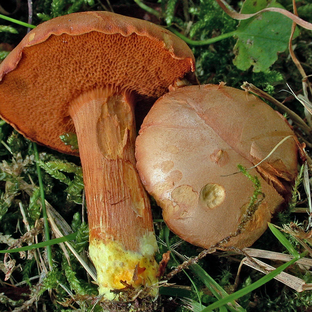 Photo de Chalciporus piperatus