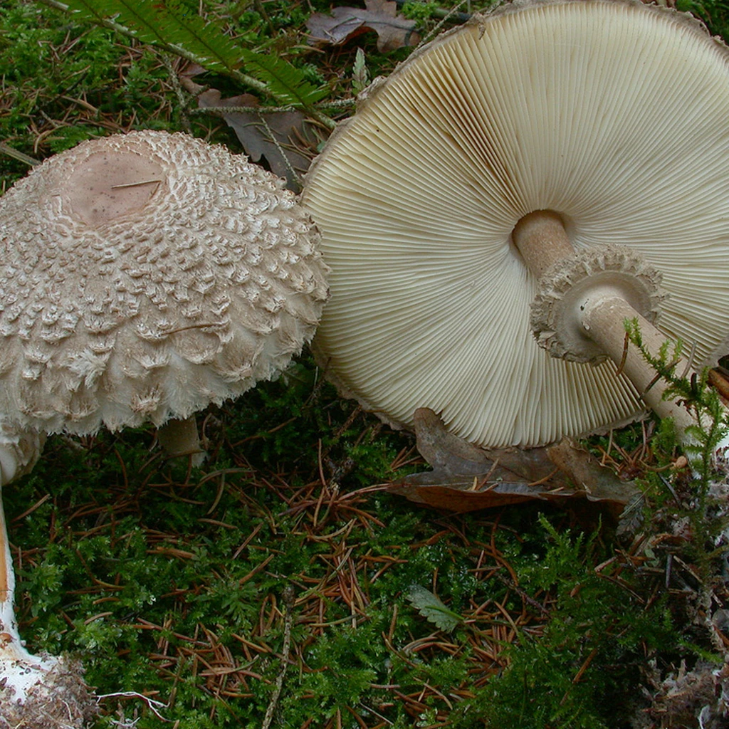 Photo de Chlorophyllum rhacodes