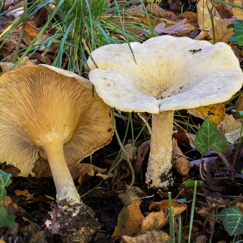 Photo de Clitocybe geotropa