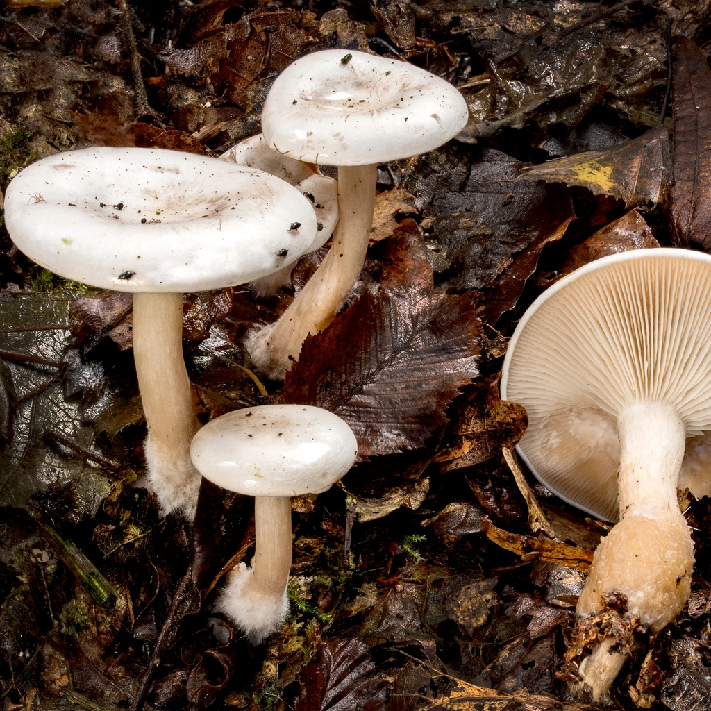 Photo de Clitocybe phyllophila