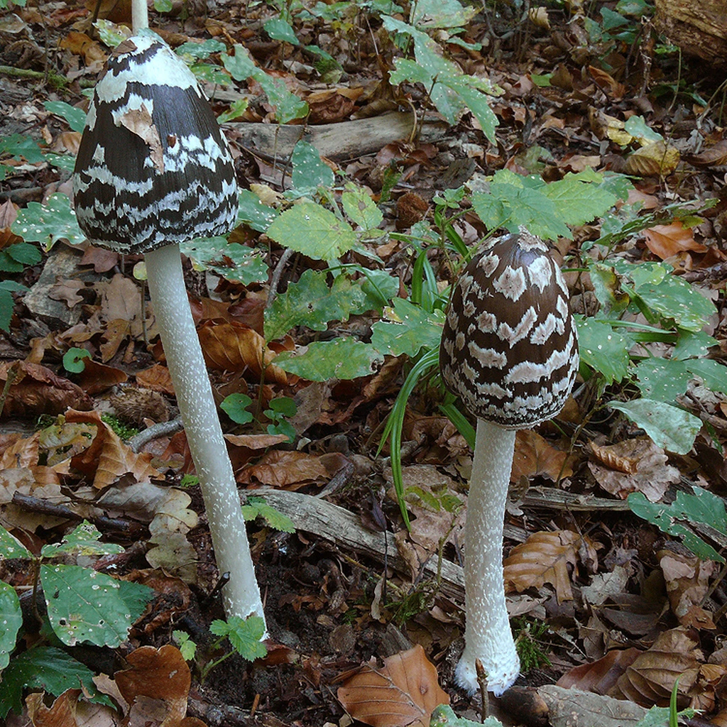 Photo de Coprinopsis picacea