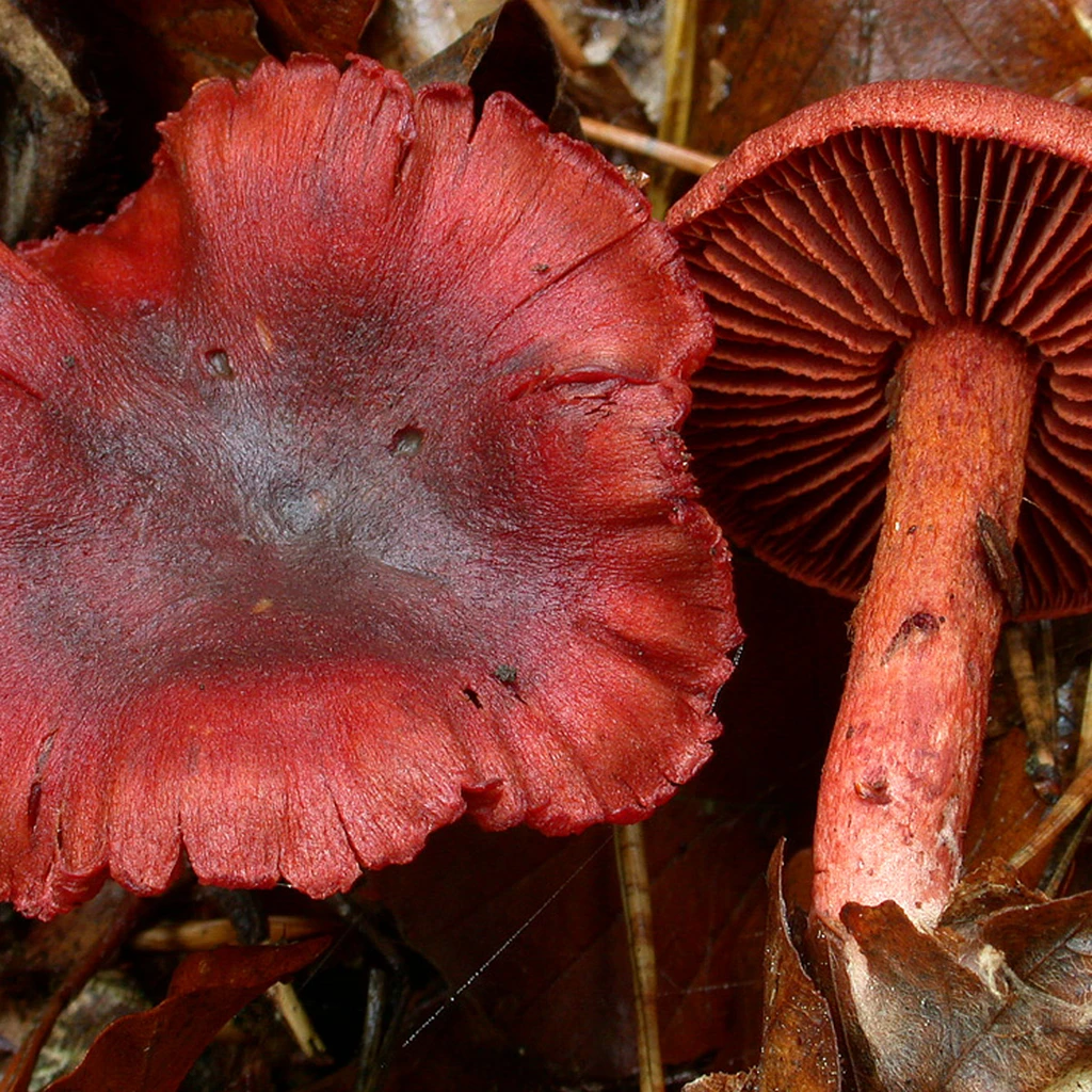 Photo de Cortinarius cinnabarinus