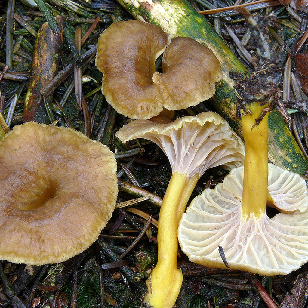 Photo de Craterellus tubaeformis