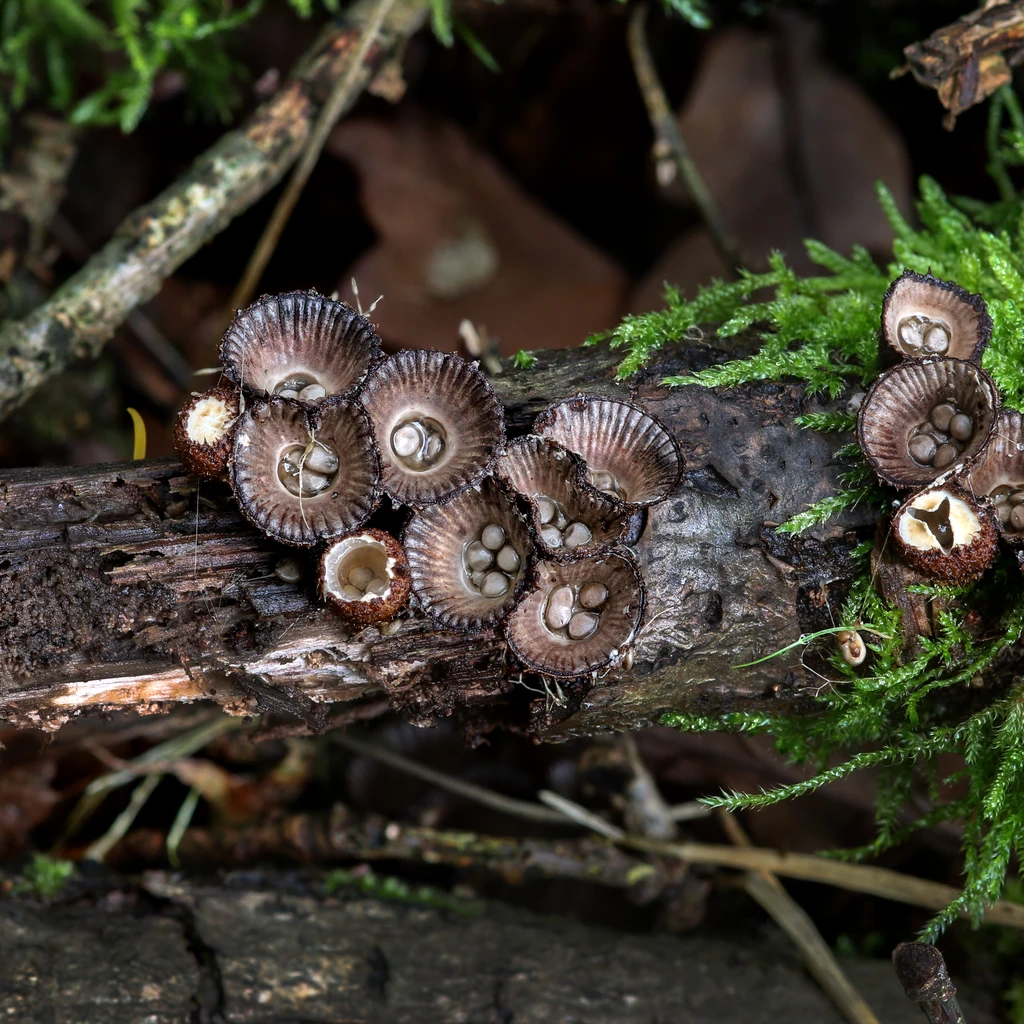 Photo de Cyathus striatus