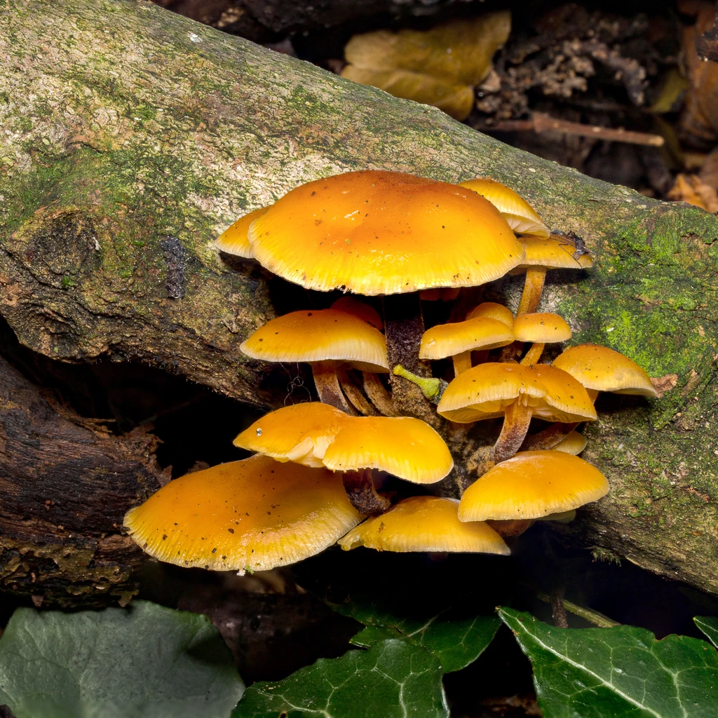 Photo de Flammulina velutipes