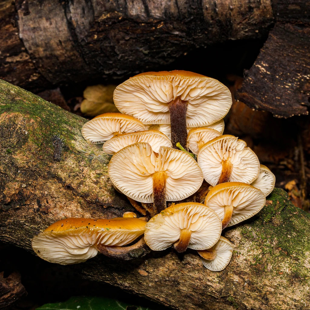 Photo de Flammulina velutipes