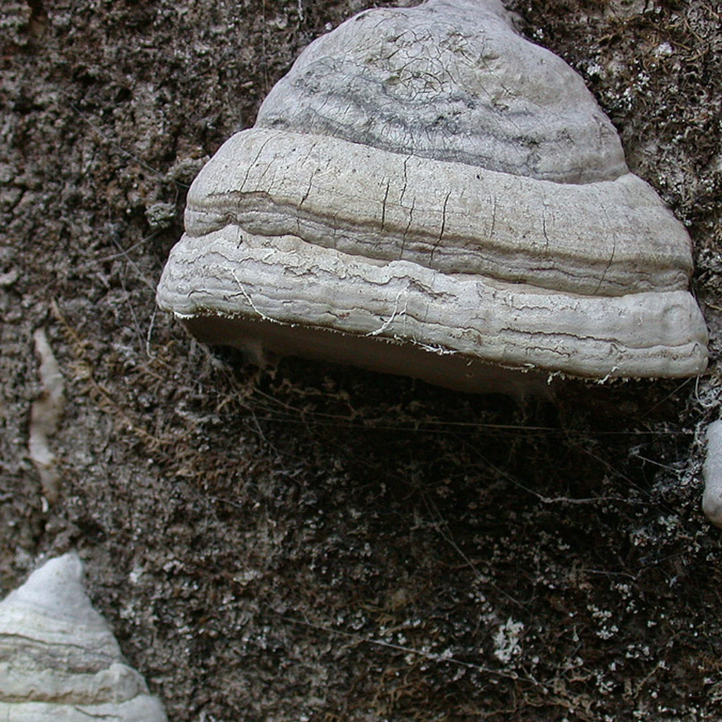 Photo de Fomes fomentarius