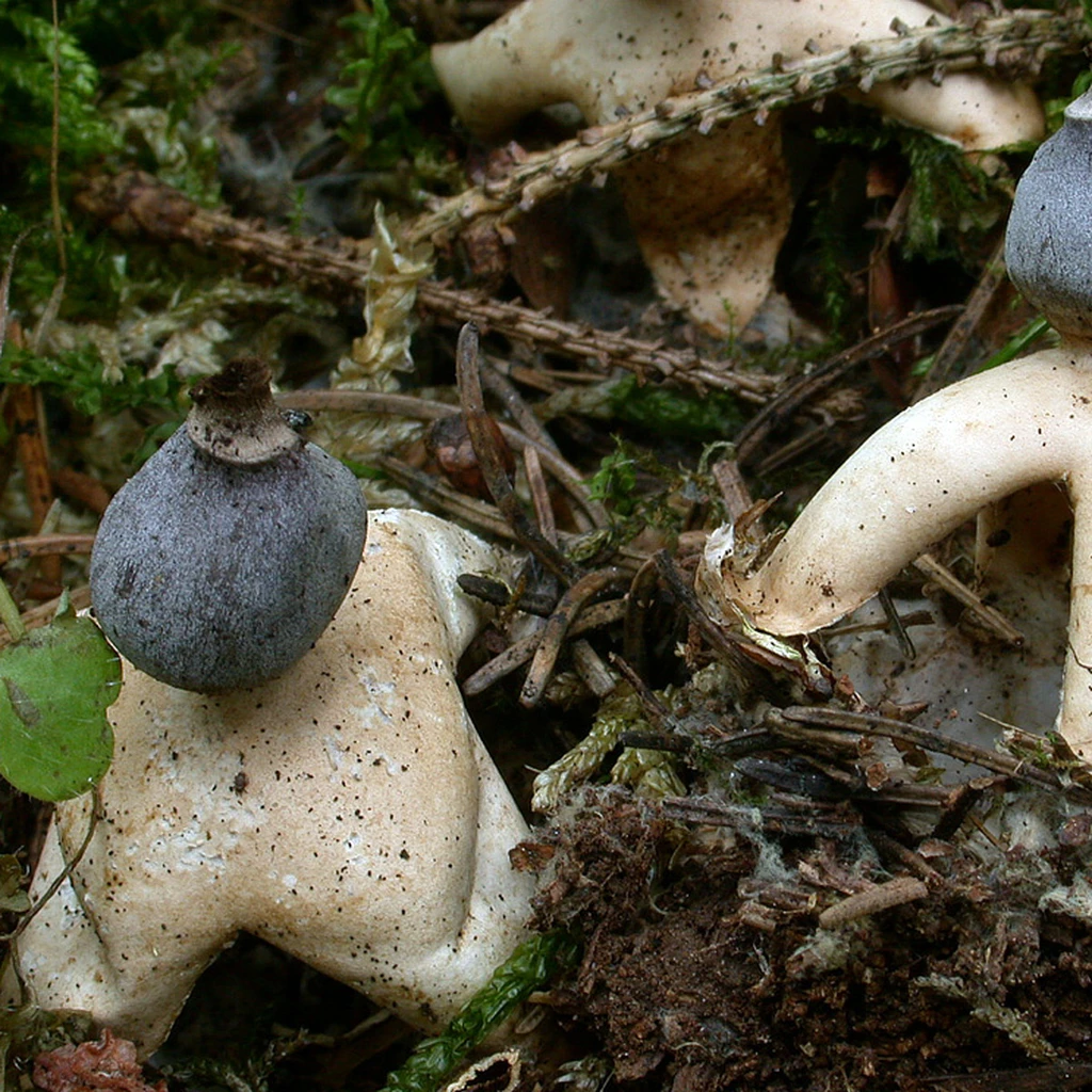 Photo de Geastrum quadrifidum