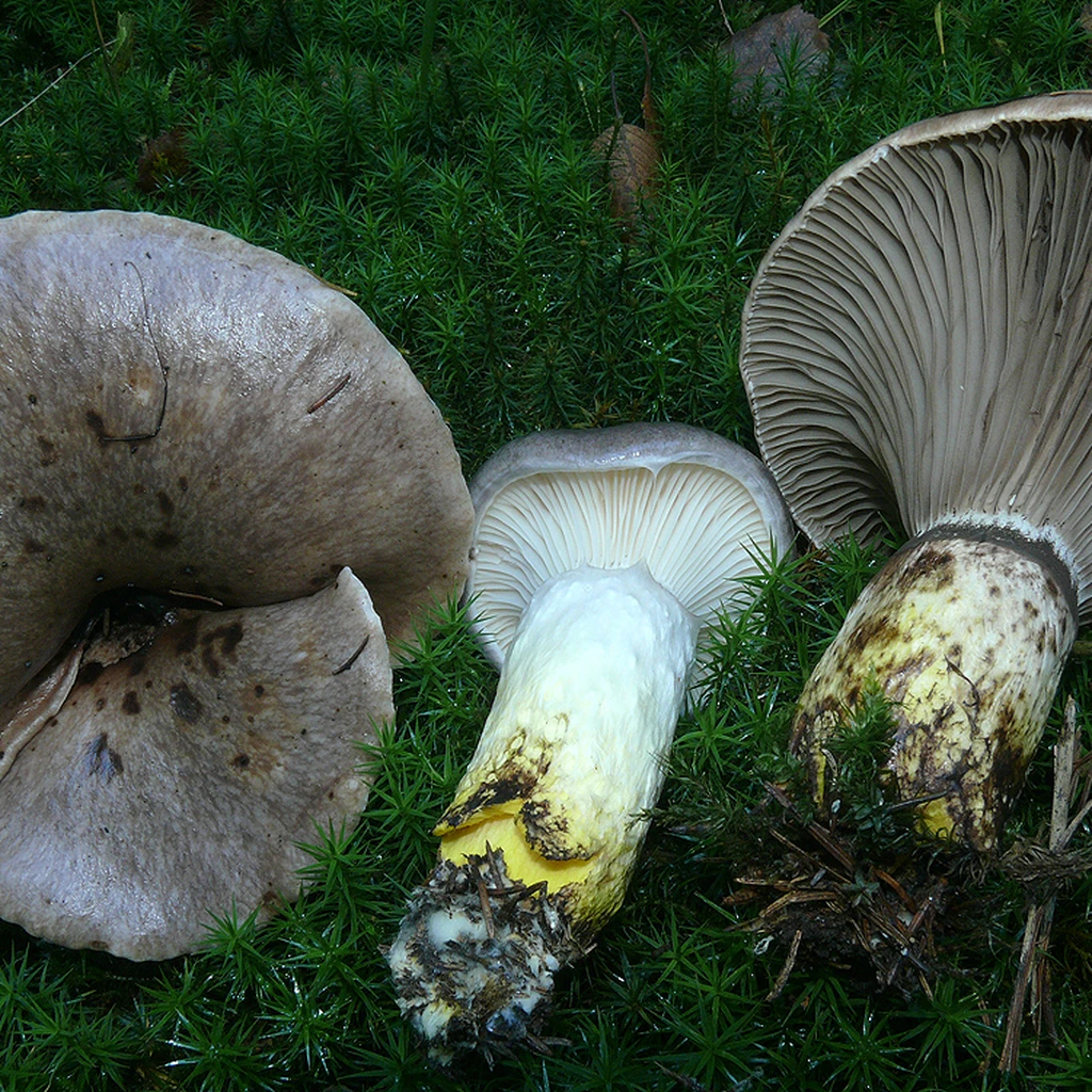 Photo de Gomphidius glutinosus
