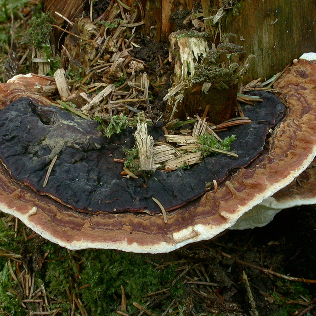 Photo de Heterobasidion annosum parviporum