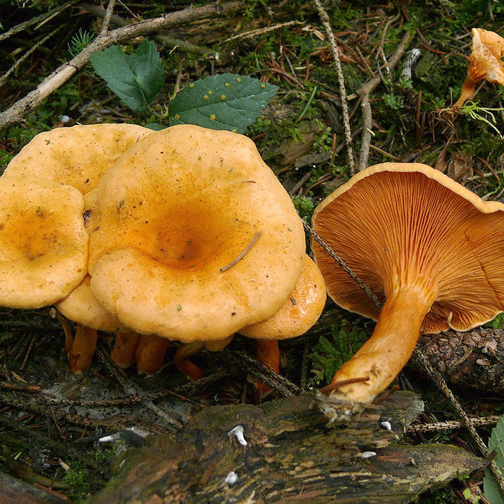 Photo de Hygrophoropsis aurantiaca