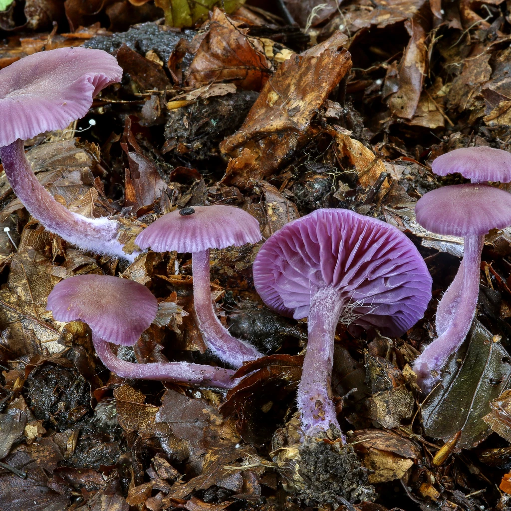 Photo de Laccaria amethystina