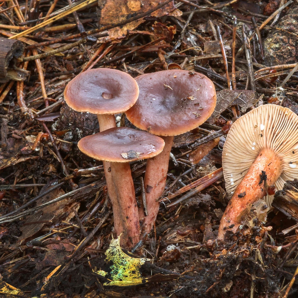 Photo de Lactarius hepaticus