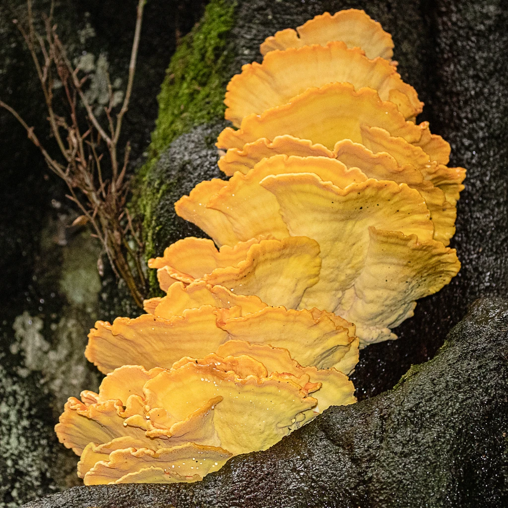 Photo de Laetiporus sulphureus