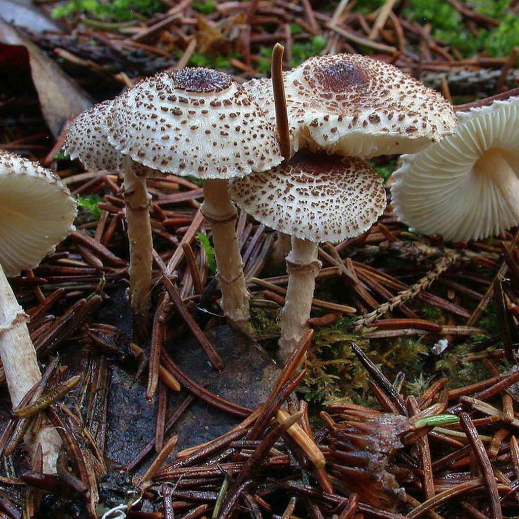 Photo de Lepiota felina