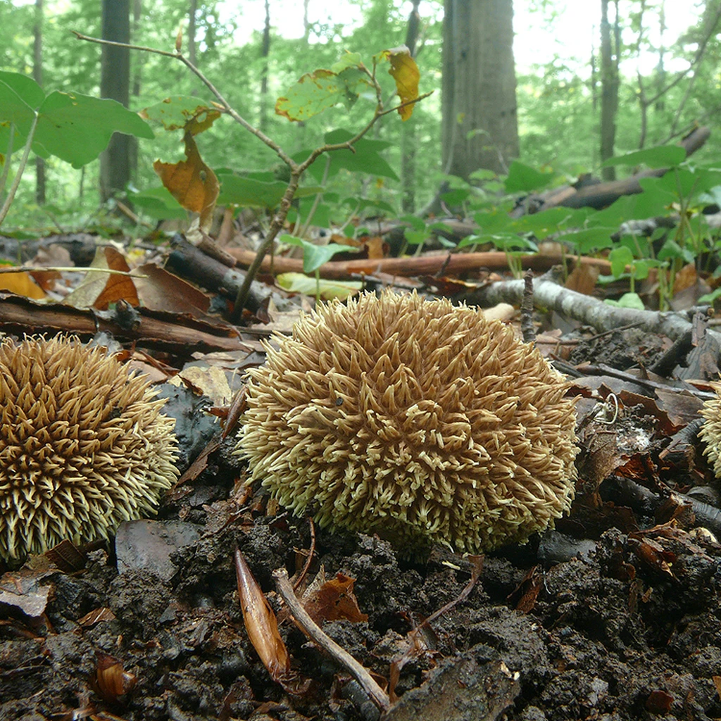 Photo de Lycoperdon echinatum