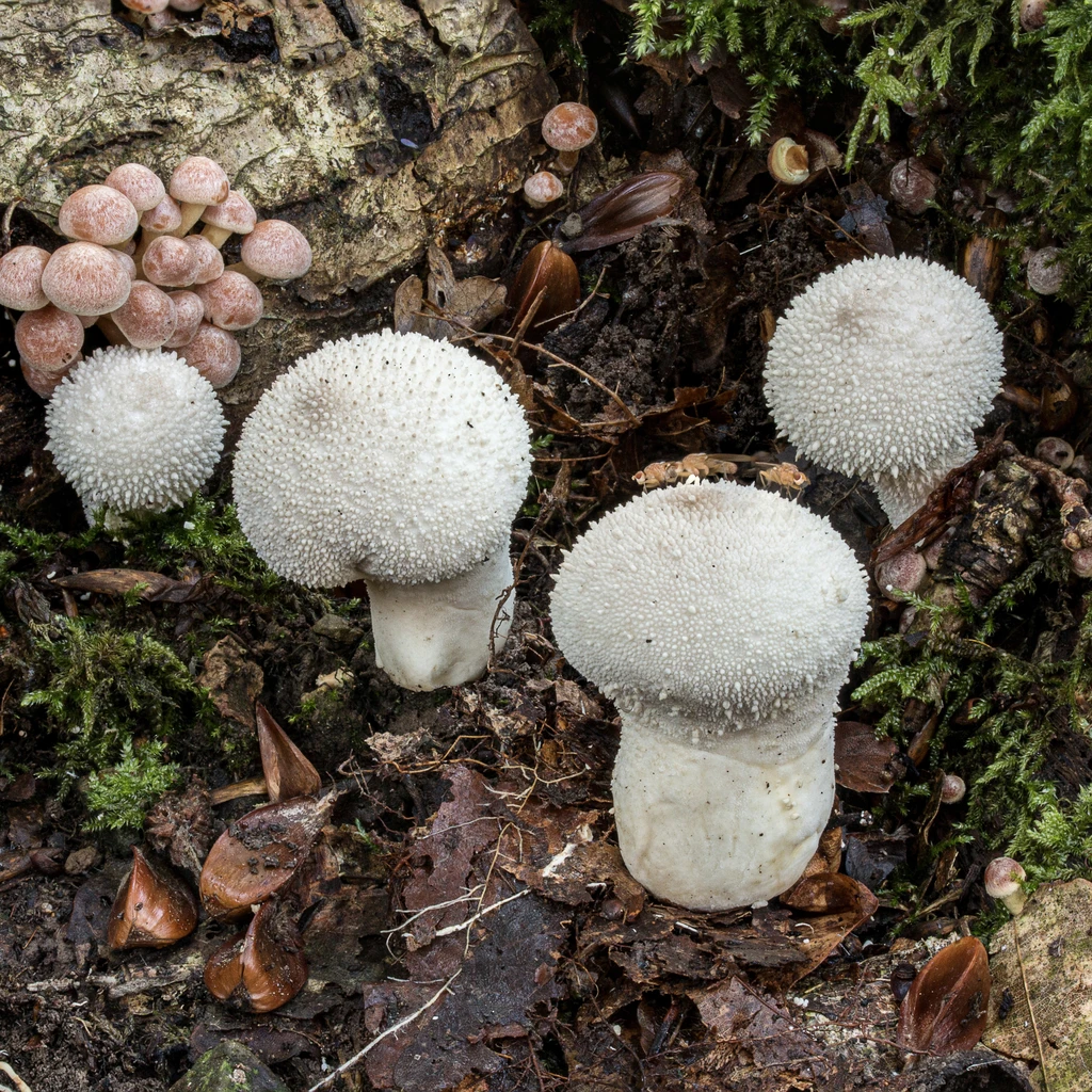 Photo de Lycoperdon perlatum