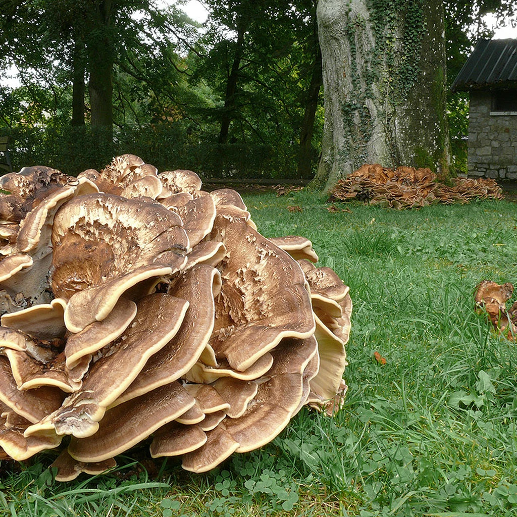 Photo de Meripilus giganteus