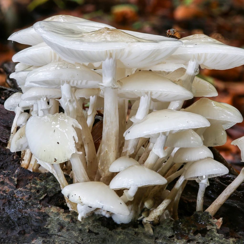 Photo de Mucidula mucida