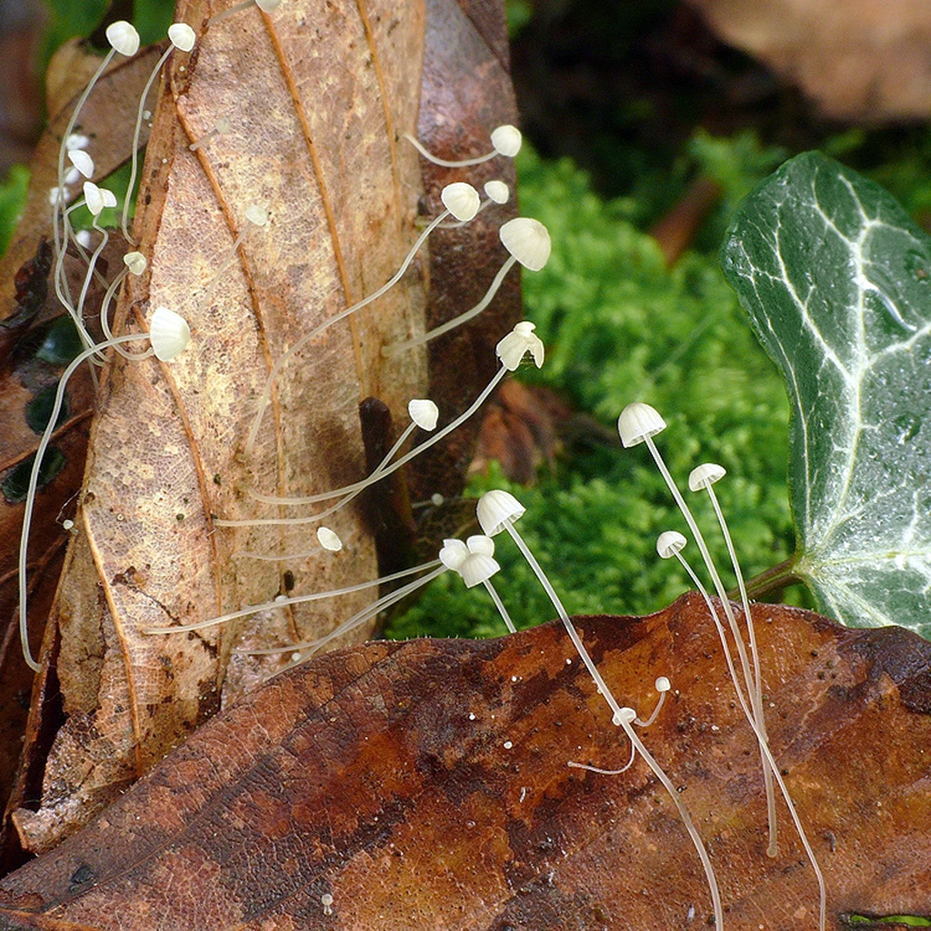 Photo de Mycena capillaris