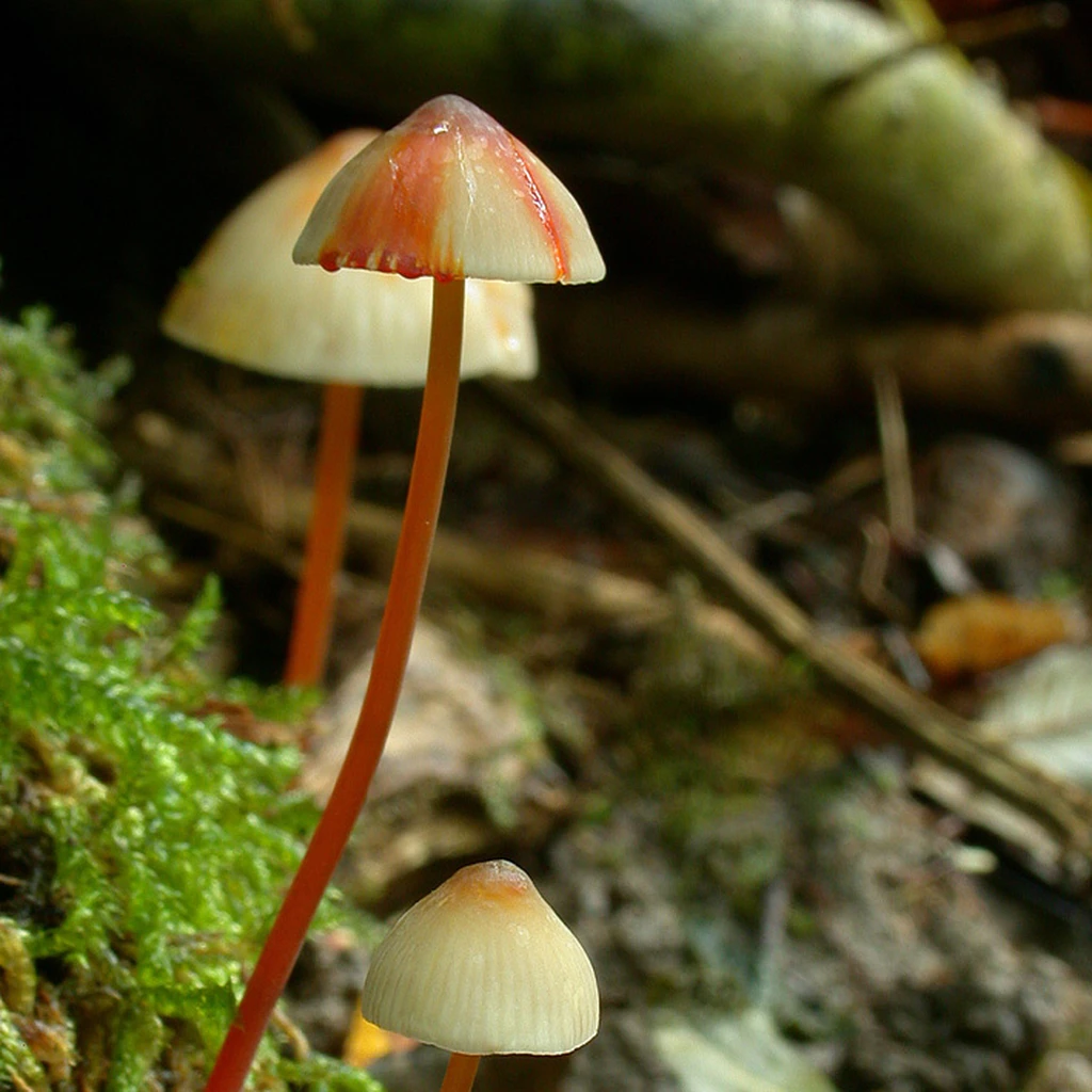 Photo de Mycena crocata
