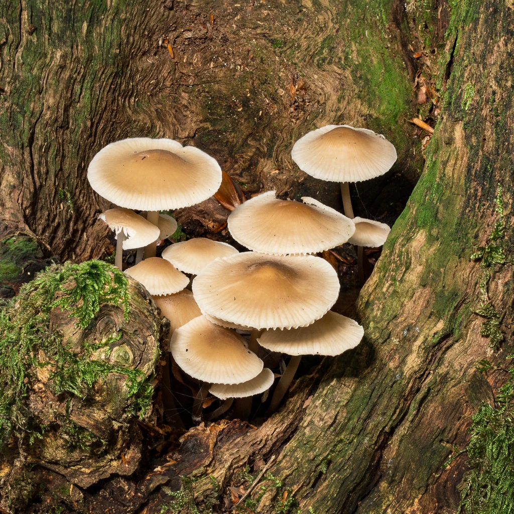 Photo de Mycena galericulata