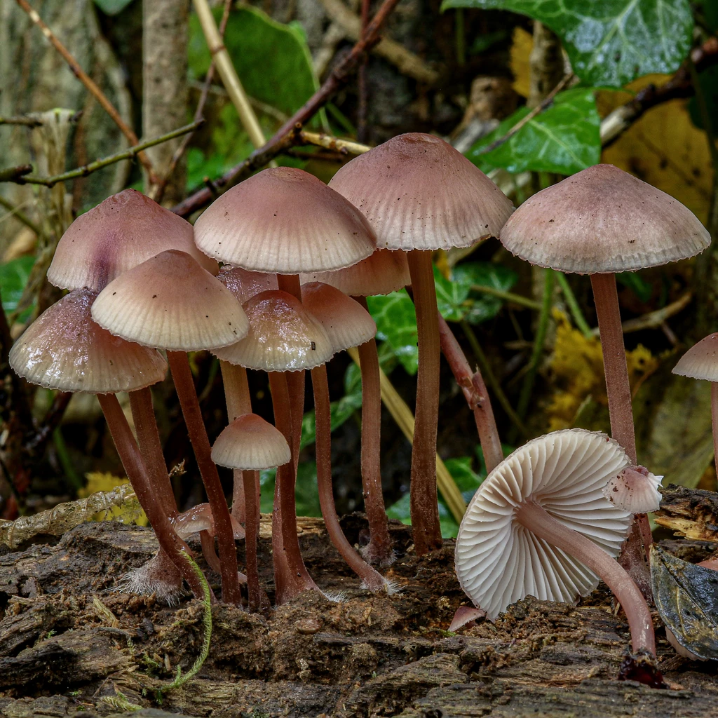 Photo de Mycena haematopus