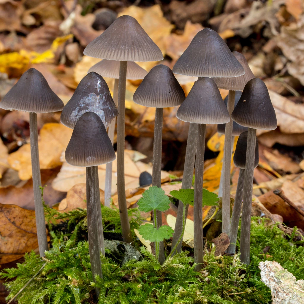 Photo de Mycena polygramma
