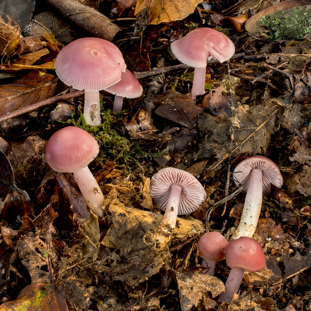 Photo de Mycena rosea