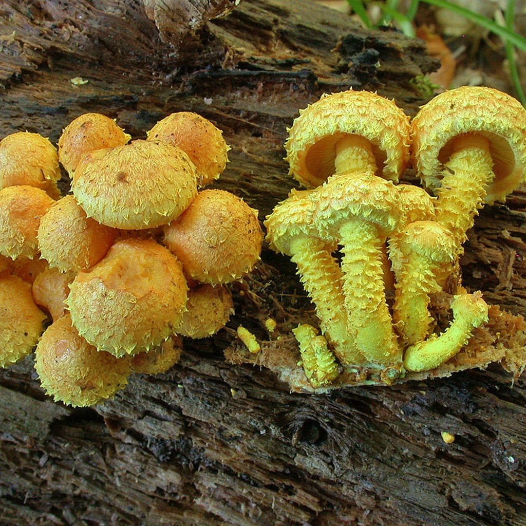 Photo de Pholiota flammans