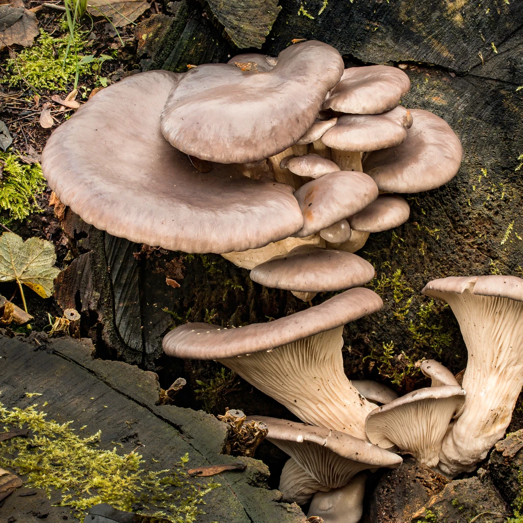 Photo de Pleurotus ostreatus