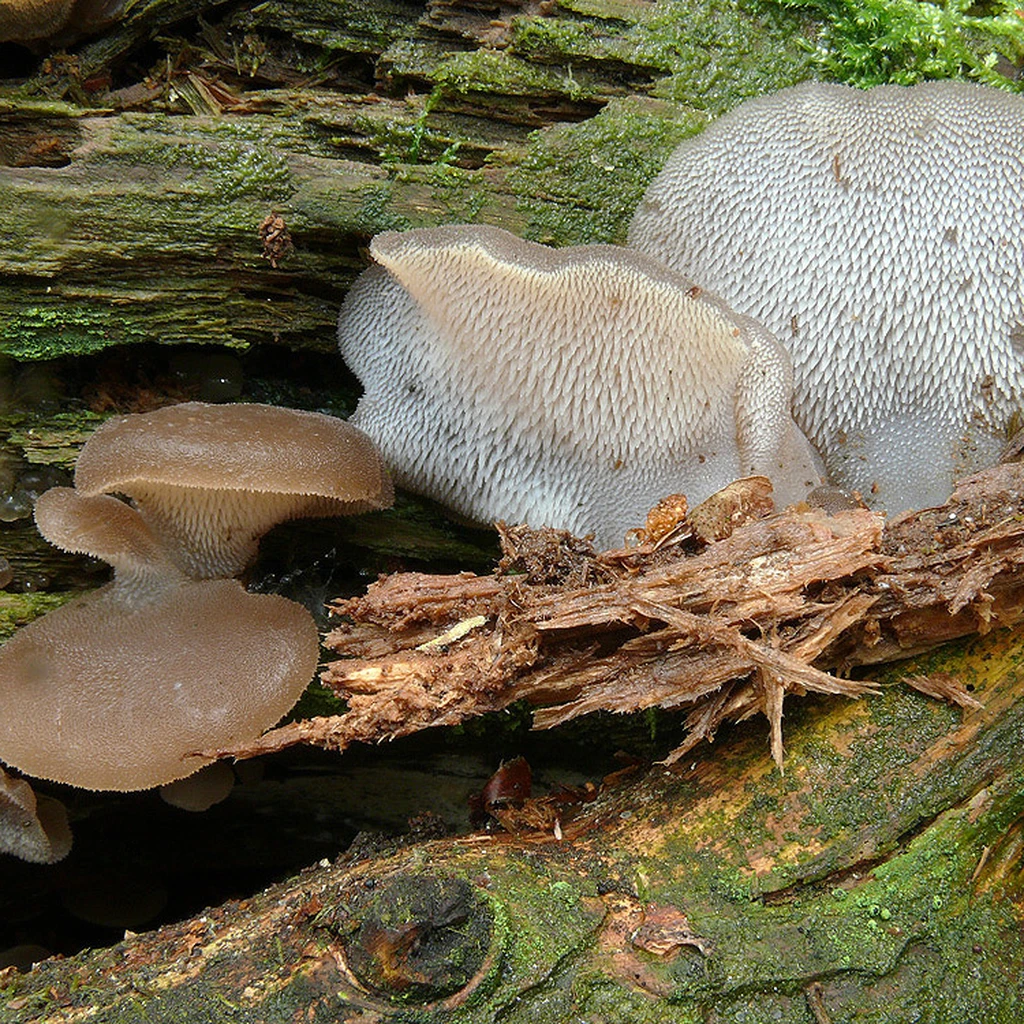 Photo de Pseudohydnum gelatinosum