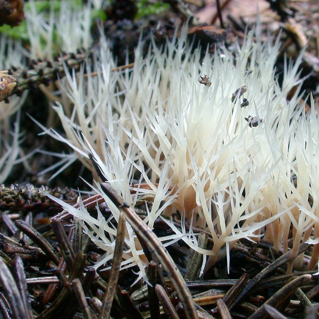 Photo de Pterula multifida
