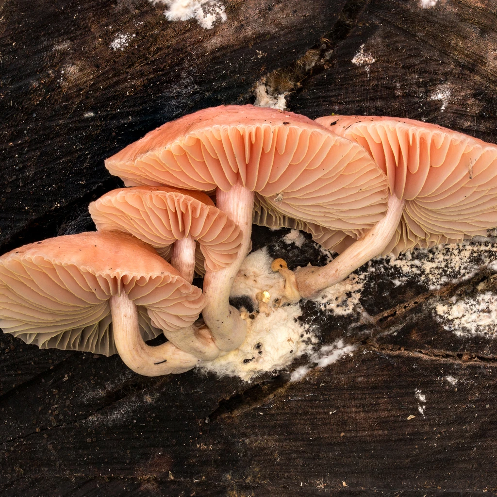 Photo de Rhodotus palmatus
