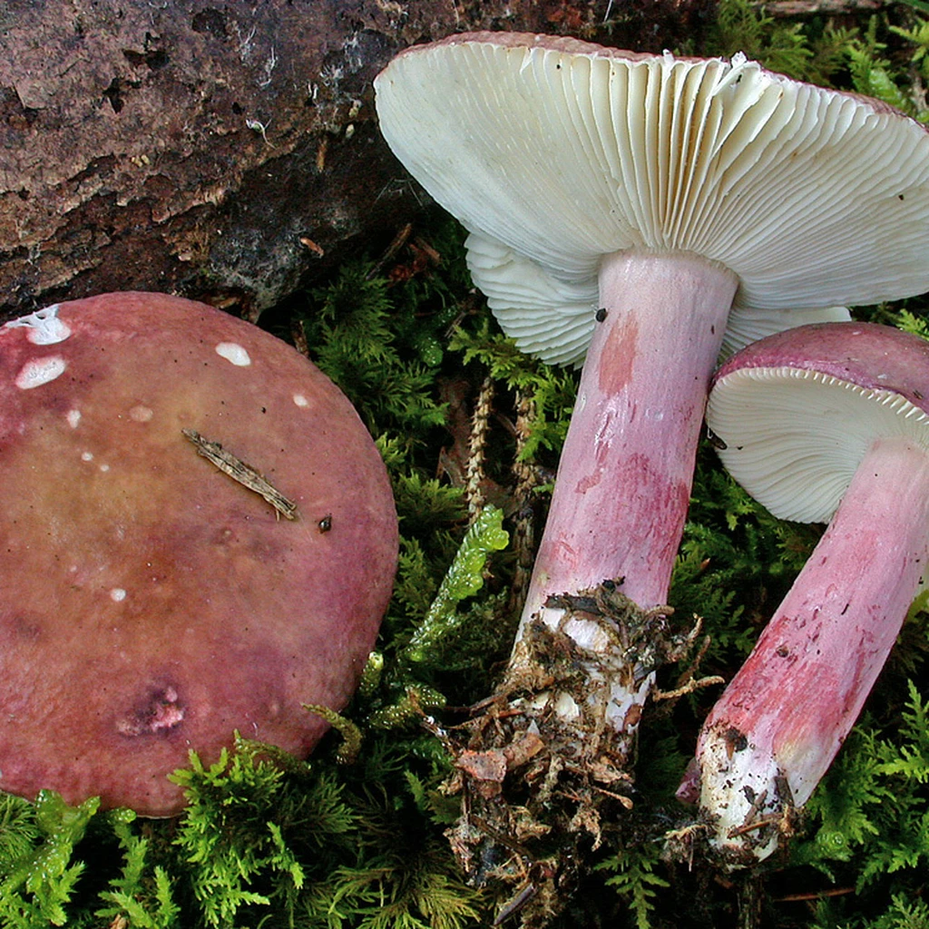 Photo de Russula queletii