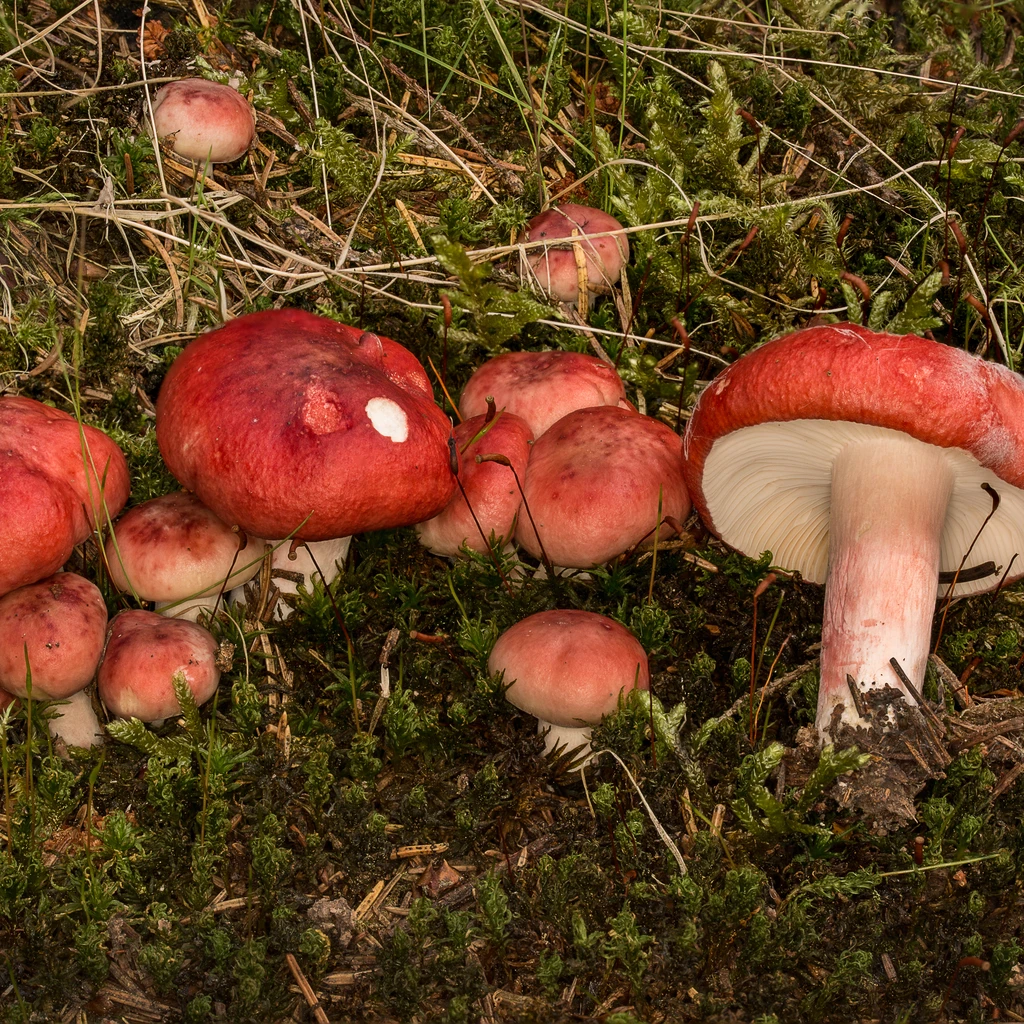 Photo de Russula sanguinea