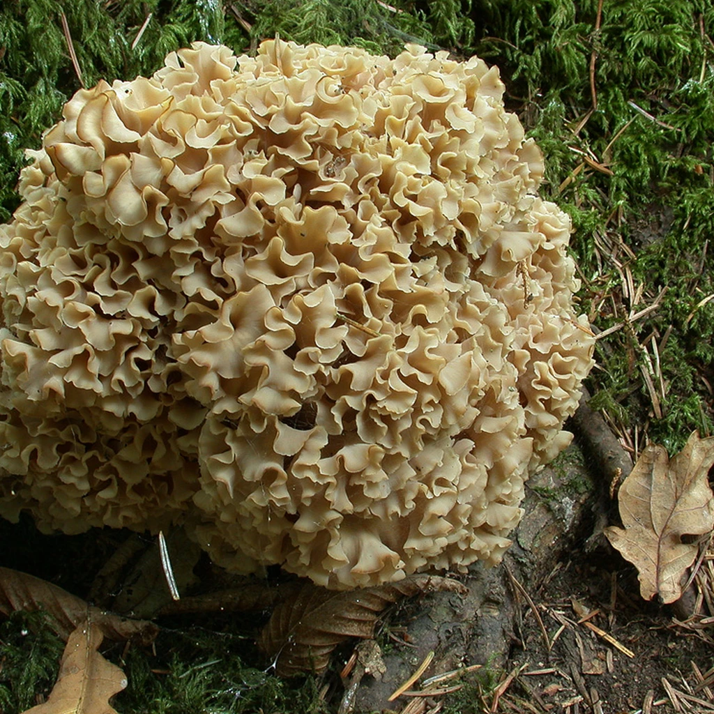 Photo de Sparassis crispa