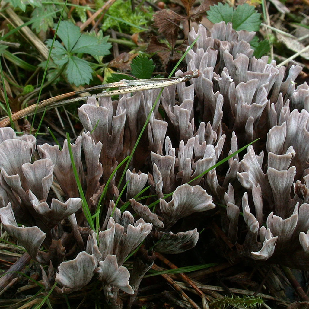 Photo de Thelephora palmata