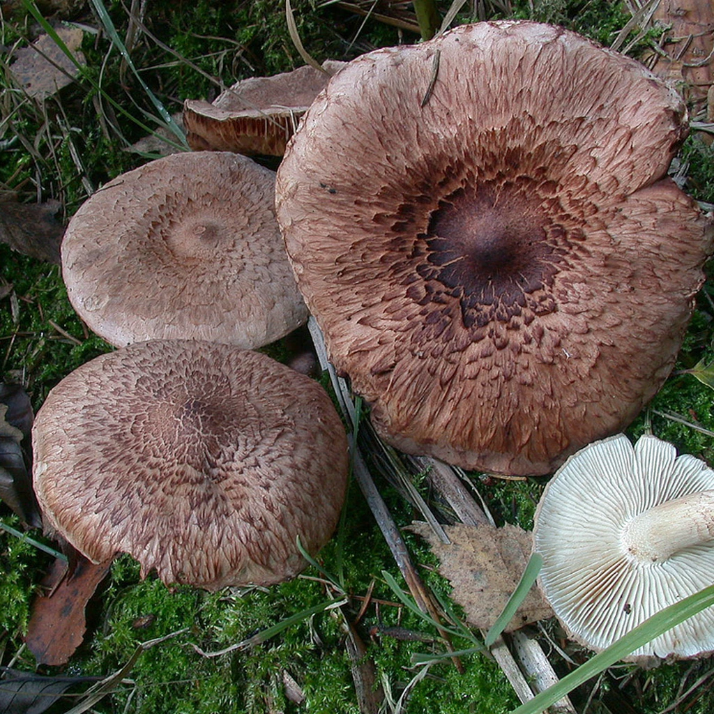 Photo de Tricholoma vaccinum