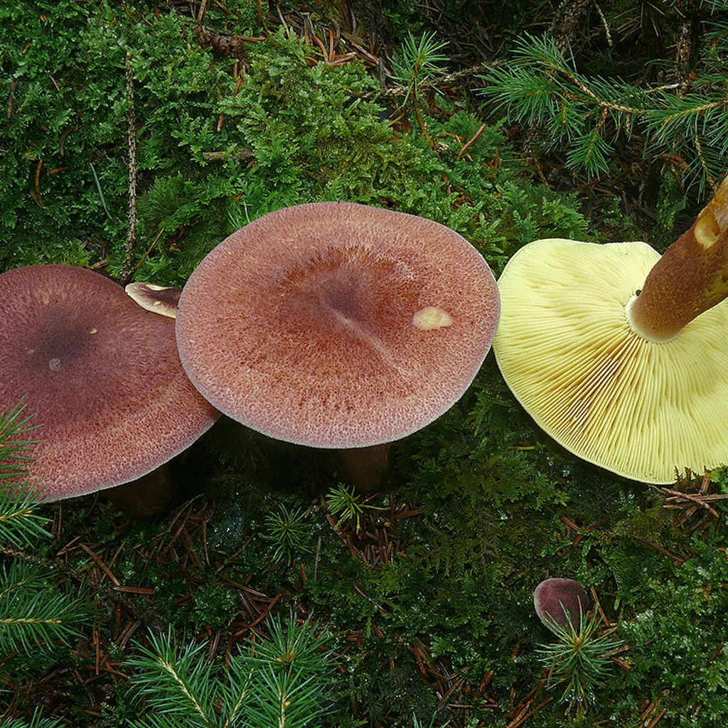 Photo de Tricholomopsis rutilans