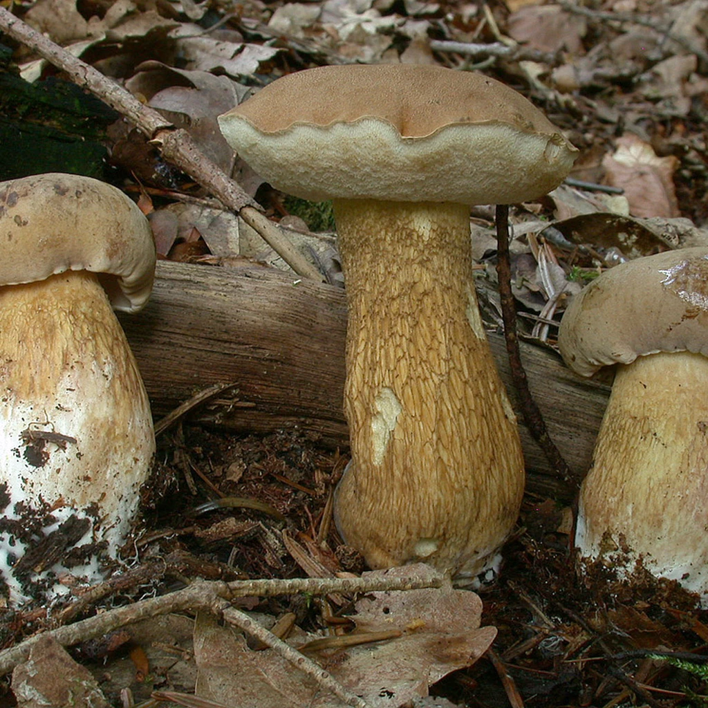 Photo de Tylopilus felleus
