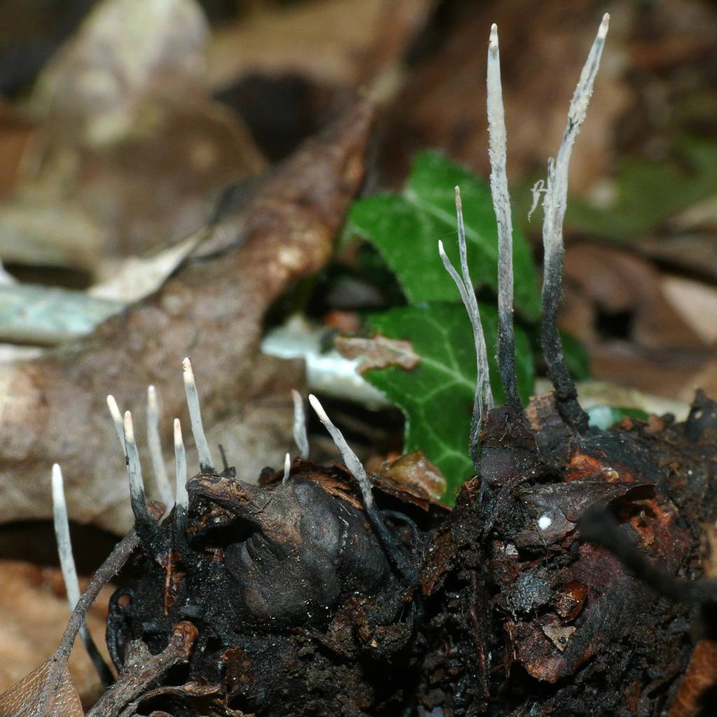 Photo de Xylaria carpophila