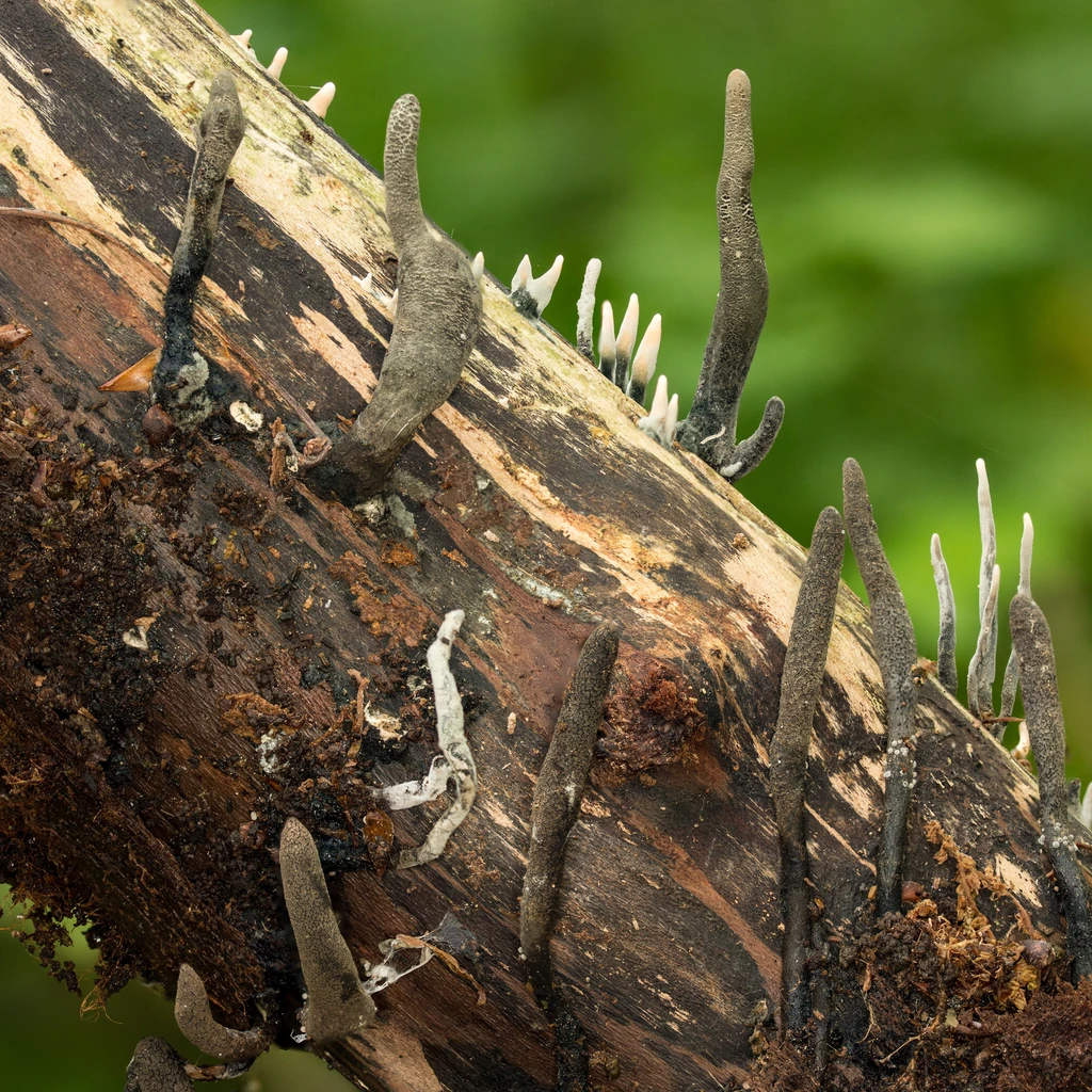 Photo de Xylaria longipes